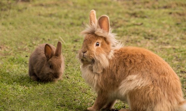 Mostantól szőrme nélkül