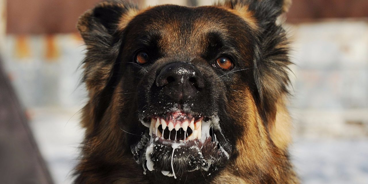 Kóbor kutyák veszélyeztetik a szabadkai polgárok biztonságát