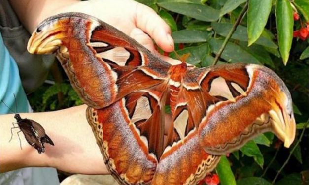 <span class="entry-title-primary">XL. szonett</span> <span class="entry-subtitle">William Shakespeare költeménye</span>