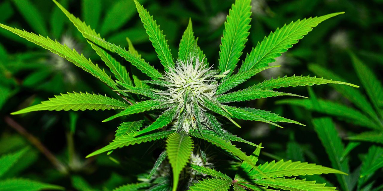 Az Egészségügyi Világszervezet hat évtized után megváltoztatta a marihuána besorolását