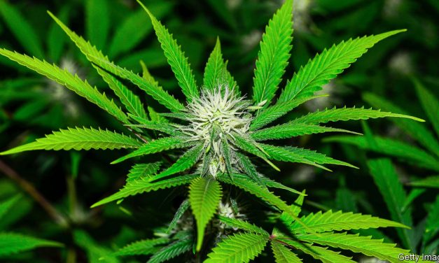 Az Egészségügyi Világszervezet hat évtized után megváltoztatta a marihuána besorolását