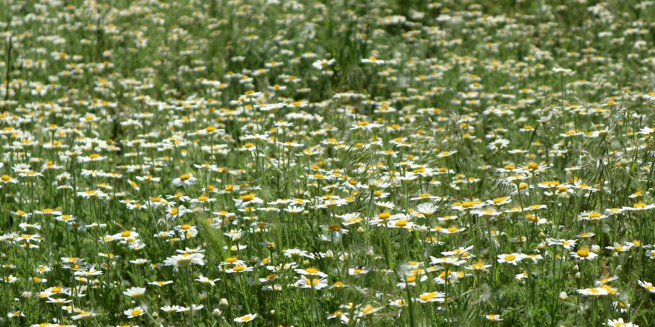 <span class="entry-title-primary">Isten éltessen</span> <span class="entry-subtitle">Sólyom Balázs verse</span>