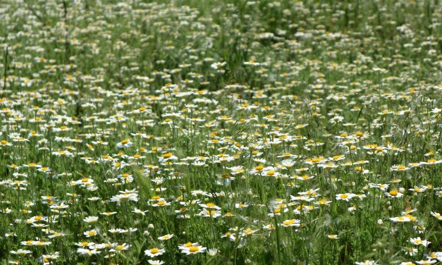 <span class="entry-title-primary">Isten éltessen</span> <span class="entry-subtitle">Sólyom Balázs verse</span>