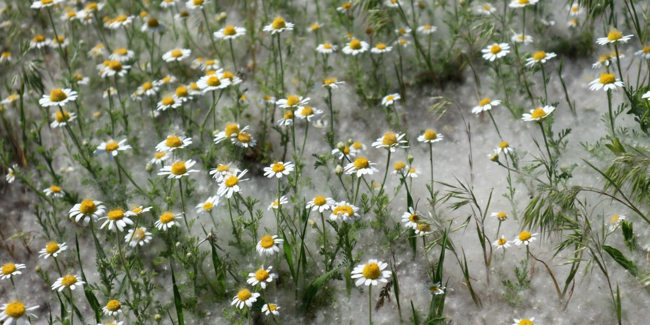 <span class="entry-title-primary">Önarckép lánnyal</span> <span class="entry-subtitle">Csörgits József verse</span>