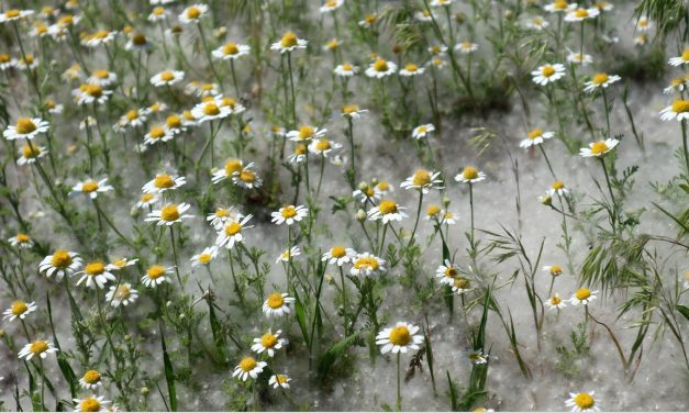 <span class="entry-title-primary">Önarckép lánnyal</span> <span class="entry-subtitle">Csörgits József verse</span>