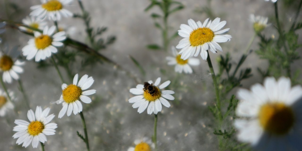 <span class="entry-title-primary">Napló a fejfáig</span> <span class="entry-subtitle">Csörgits József verse</span>