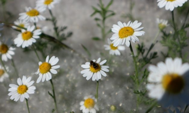 <span class="entry-title-primary">Napló a fejfáig</span> <span class="entry-subtitle">Csörgits József verse</span>