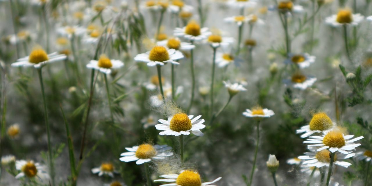 <span class="entry-title-primary">Gyopárvilág</span> <span class="entry-subtitle">Tóth Ferenc verse</span>