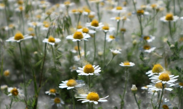 <span class="entry-title-primary">Gyopárvilág</span> <span class="entry-subtitle">Tóth Ferenc verse</span>