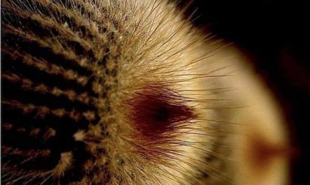 <span class="entry-title-primary">leárnyékolva</span> <span class="entry-subtitle">Bátai Tibor verse</span>