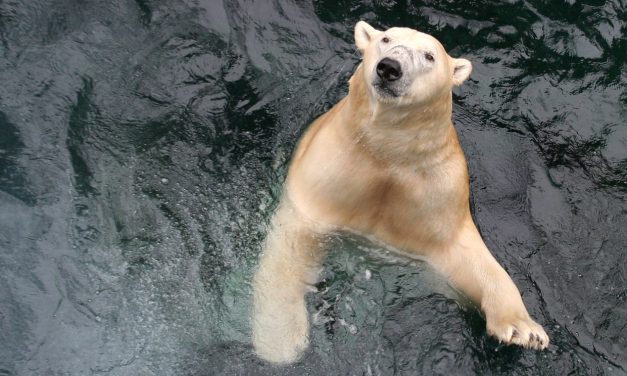Jegesmedve ölt meg egy nőt és egy gyereket Alaszkában