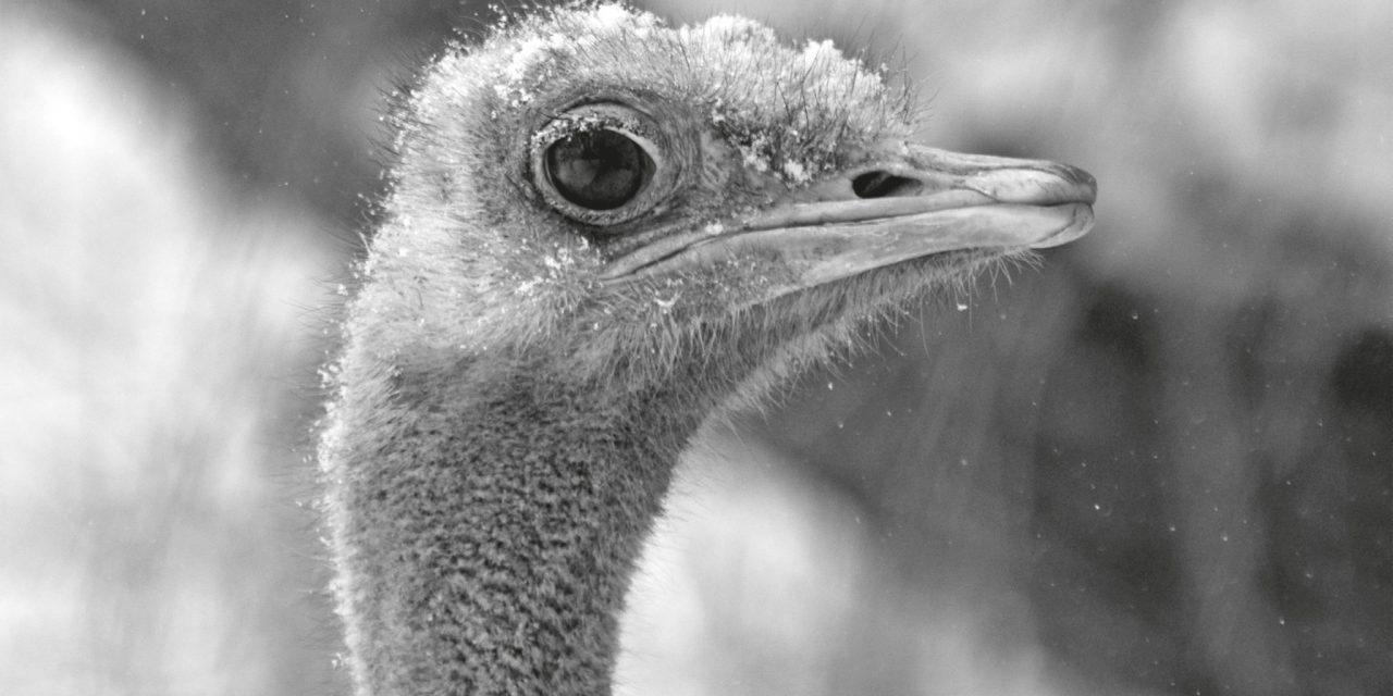 <span class="entry-title-primary">Egy boltíves szobáról álmodom…</span> <span class="entry-subtitle">Faludy György verse</span>