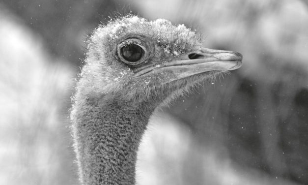 <span class="entry-title-primary">Egy boltíves szobáról álmodom…</span> <span class="entry-subtitle">Faludy György verse</span>