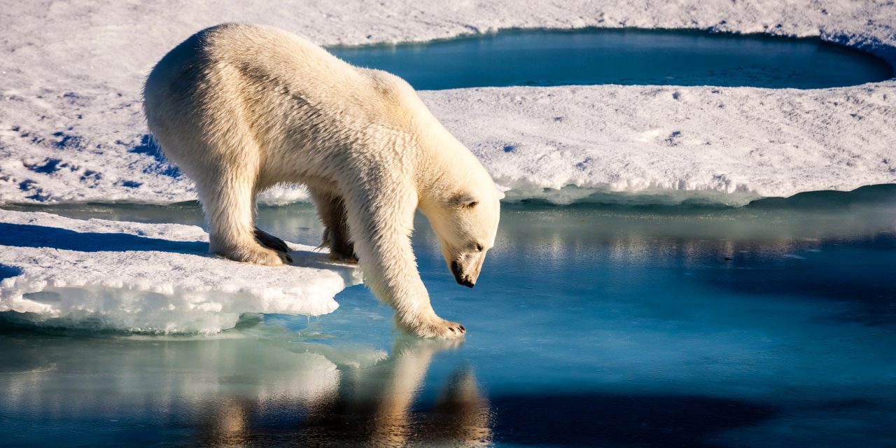 <span class="entry-title-primary">Elolvasztjuk alóluk a jeget</span> <span class="entry-subtitle">Ma van a jegesmedvék világnapja</span>