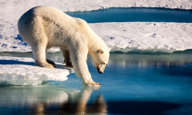 <span class="entry-title-primary">Elolvasztjuk alóluk a jeget</span> <span class="entry-subtitle">Ma van a jegesmedvék világnapja</span>