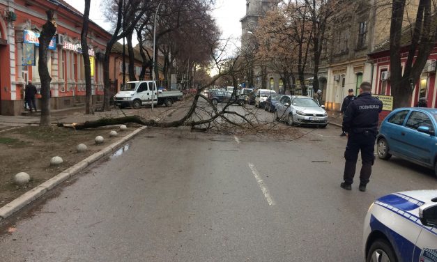 Zentán félbertört egy fát a szél a központban, Újvidéken a kidőlt kerítés autókat rongált meg
