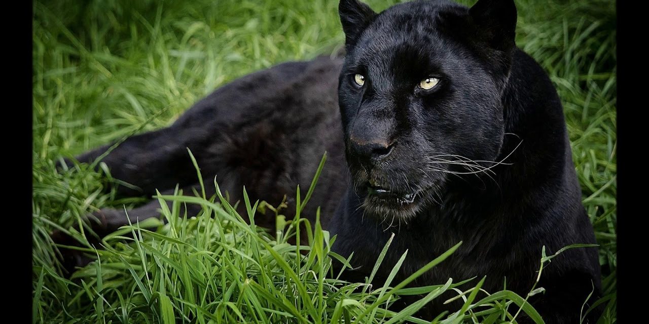 Bácsfeketehegynél keresték legutóbb a fekete párducot