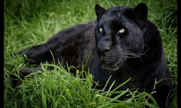 Több mint 100 év után láttak újra fekete párducot Afrikában