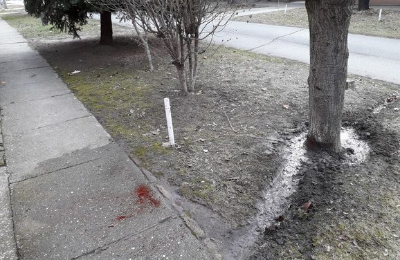 Gyilkosság Szabadkán: A háza előtt ölték meg a gyerekét egyedül nevelő nőt