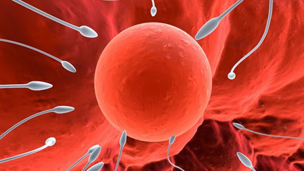 Másodszor azonosítottak másfél petéjű ikreket a világon