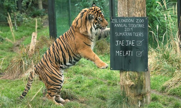 Tragédiába torkollott a randi