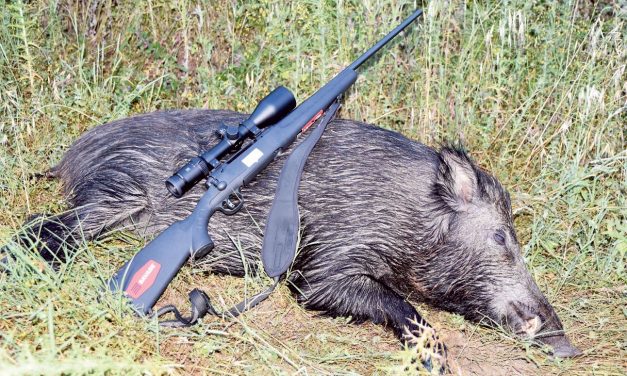 Afrikai sertéspestis: Elrendelték a vaddisznók kilövését