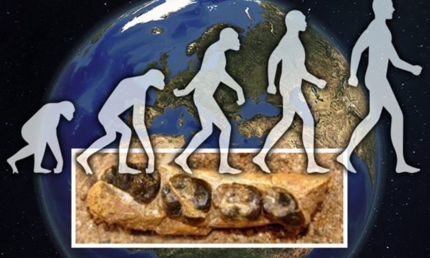 A majmok evolúciójának hiányzó láncszemét fedezték fel Kenyában