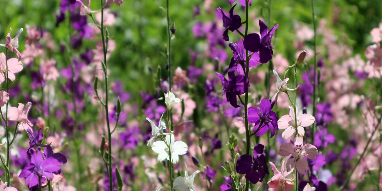 <span class="entry-title-primary">XLVI. szonett</span> <span class="entry-subtitle">William Shakespeare költeménye</span>