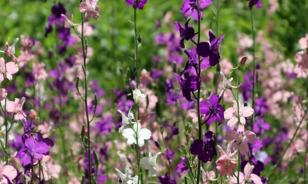 <span class="entry-title-primary">XLVI. szonett</span> <span class="entry-subtitle">William Shakespeare költeménye</span>