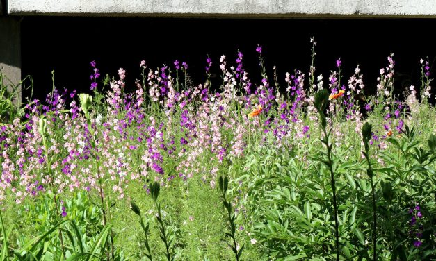 <span class="entry-title-primary">XLVII. szonett</span> <span class="entry-subtitle">William Shakespeare költeménye</span>