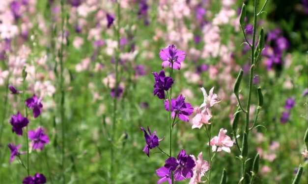 <span class="entry-title-primary">XLIX. szonett</span> <span class="entry-subtitle">William Shakespeare költeménye</span>