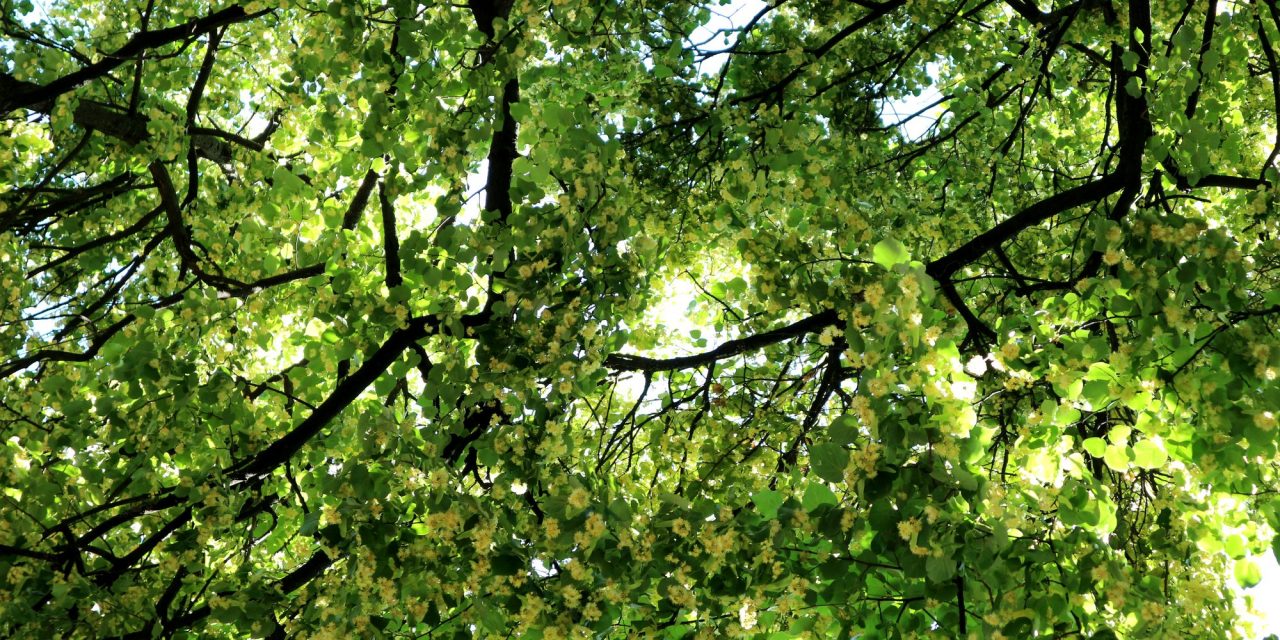 <span class="entry-title-primary">Egy kis tökös üstökös</span> <span class="entry-subtitle">Müller Péter Sziámi verse (VIDEÓVAL!)</span>