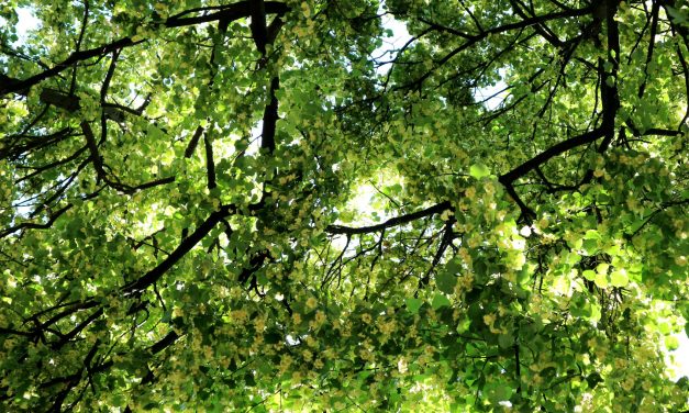 <span class="entry-title-primary">Egy kis tökös üstökös</span> <span class="entry-subtitle">Müller Péter Sziámi verse (VIDEÓVAL!)</span>