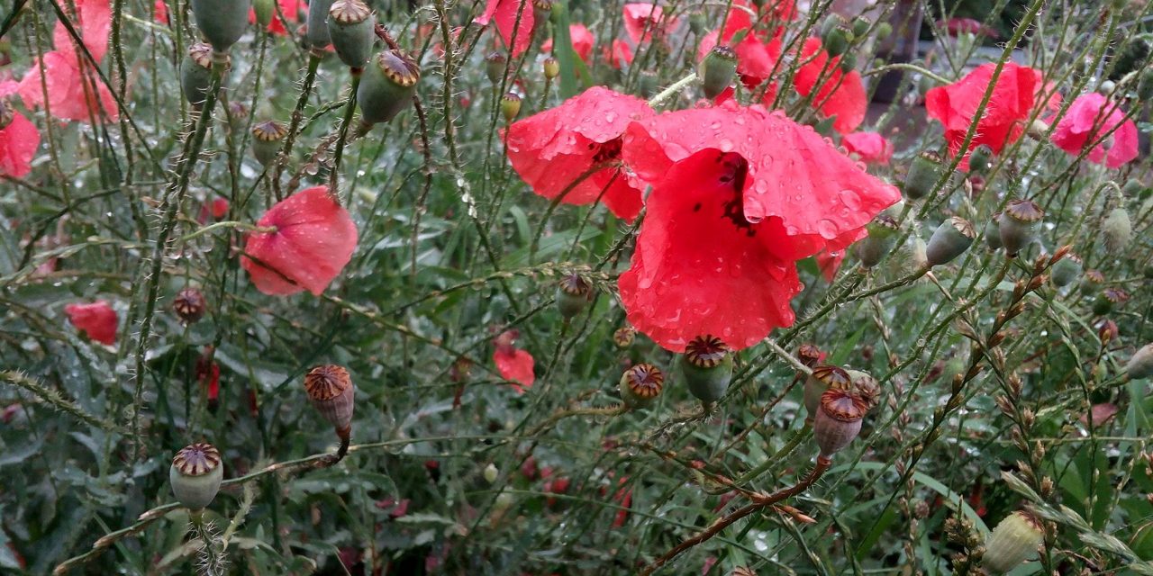 <span class="entry-title-primary">Vezetgetnek</span> <span class="entry-subtitle">Müller Péter Sziámi verse (VIDEÓVAL!)</span>