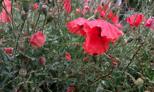 <span class="entry-title-primary">Vezetgetnek</span> <span class="entry-subtitle">Müller Péter Sziámi verse (VIDEÓVAL!)</span>