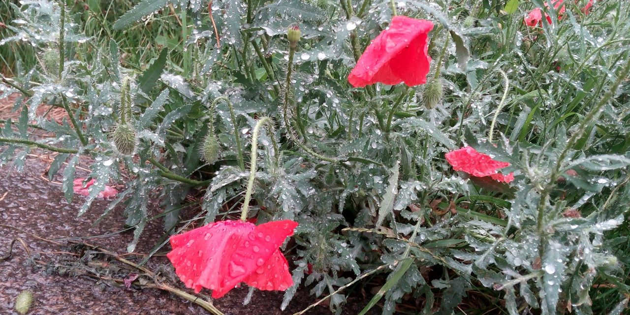 <span class="entry-title-primary">Hétszer hét</span> <span class="entry-subtitle">Müller Péter Sziámi verse (VIDEÓVAL!)</span>