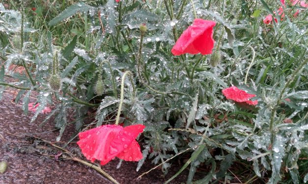 <span class="entry-title-primary">Hétszer hét</span> <span class="entry-subtitle">Müller Péter Sziámi verse (VIDEÓVAL!)</span>