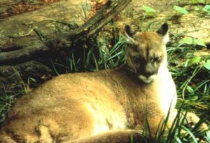 A keleti puma sincs már köztünk tavaly óta (Fotó: Wikipedia)