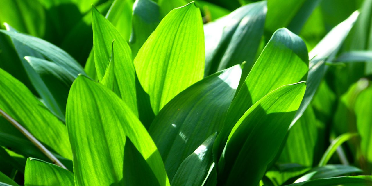 <span class="entry-title-primary">Kezdődik a medvehagymaszezon</span> <span class="entry-subtitle">Ez a legértékesebb gyógynövények egyike</span>