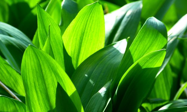 <span class="entry-title-primary">Kezdődik a medvehagymaszezon</span> <span class="entry-subtitle">Ez a legértékesebb gyógynövények egyike</span>