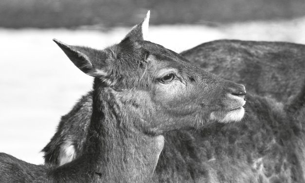 <span class="entry-title-primary">A sánta őz</span> <span class="entry-subtitle">Sólyom Balázs verse</span>