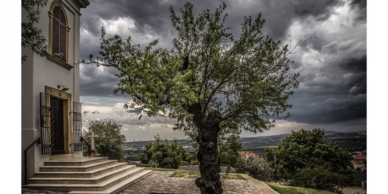 <span class="entry-title-primary">Magyar fa lett Európa legszebbje</span> <span class="entry-subtitle">A pécsi mandulafa 310 versenyzőt utasított maga mögé</span>