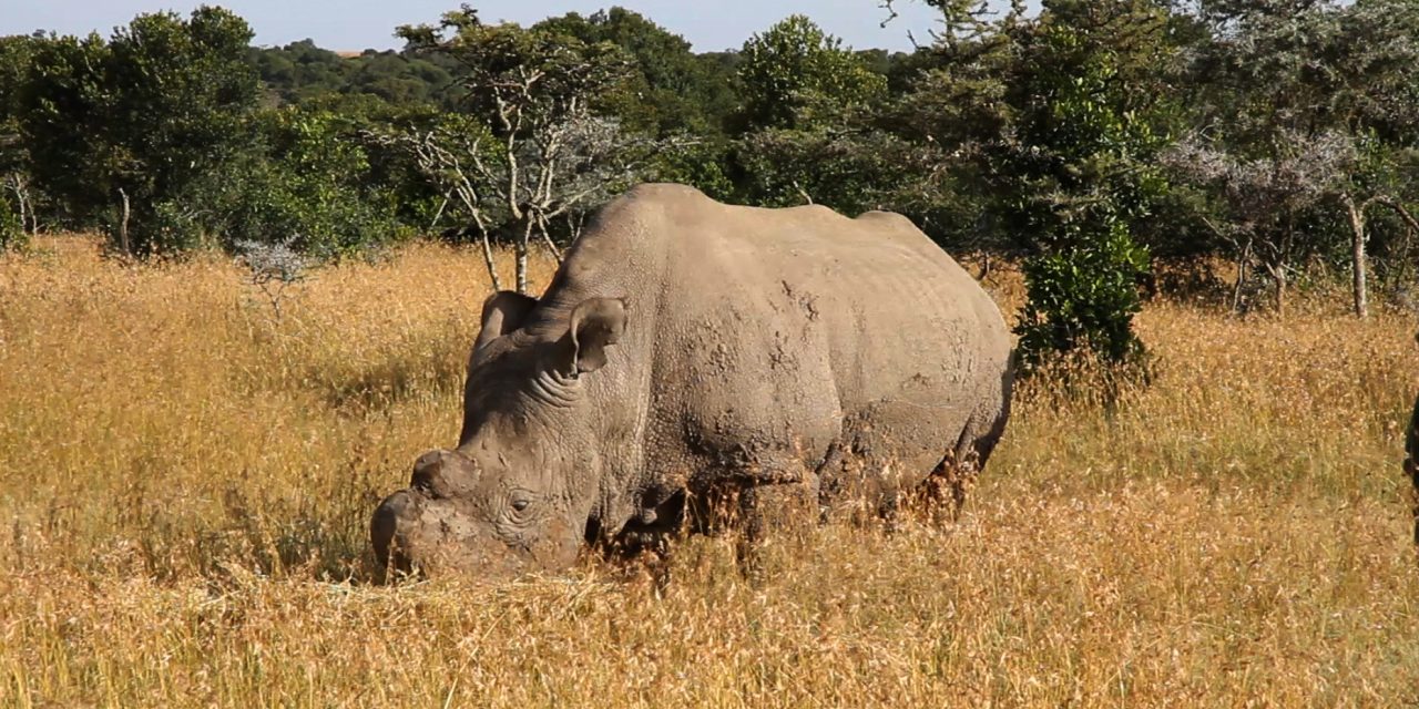 <span class="entry-title-primary">Az utolsó legény a gáton</span> <span class="entry-subtitle">Sudan a kihalási hullám „reklámarca" lett</span>