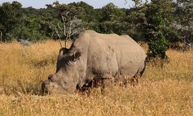 <span class="entry-title-primary">Az utolsó legény a gáton</span> <span class="entry-subtitle">Sudan a kihalási hullám „reklámarca" lett</span>