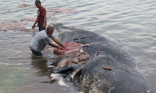 Negyven kilogramm műanyag zacskótól pusztult el egy bálna