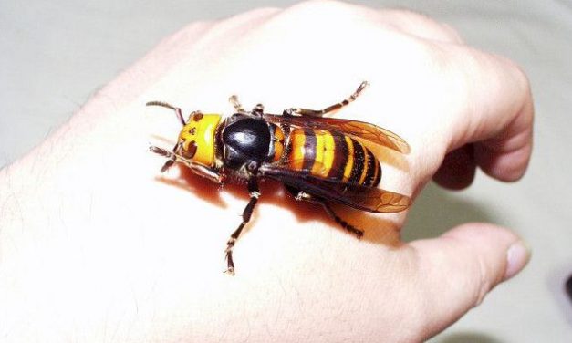 A világ eddig ismert legnagyobb lódarazsait találták meg