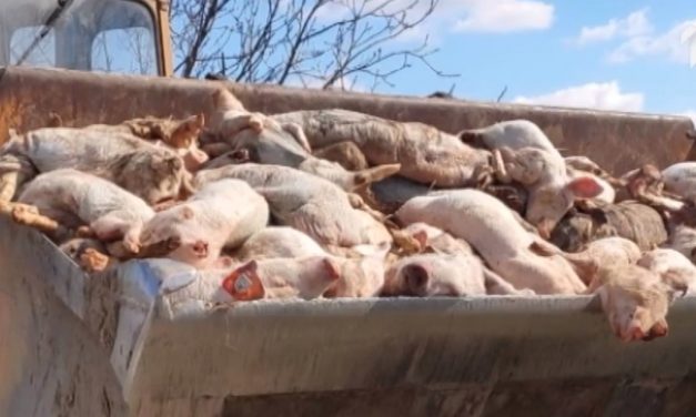 Az egész szerbiai sertésállomány odaveszhet