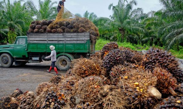 Európa megszüntetné a pálmaolaj felhasználását bioüzemanyagként
