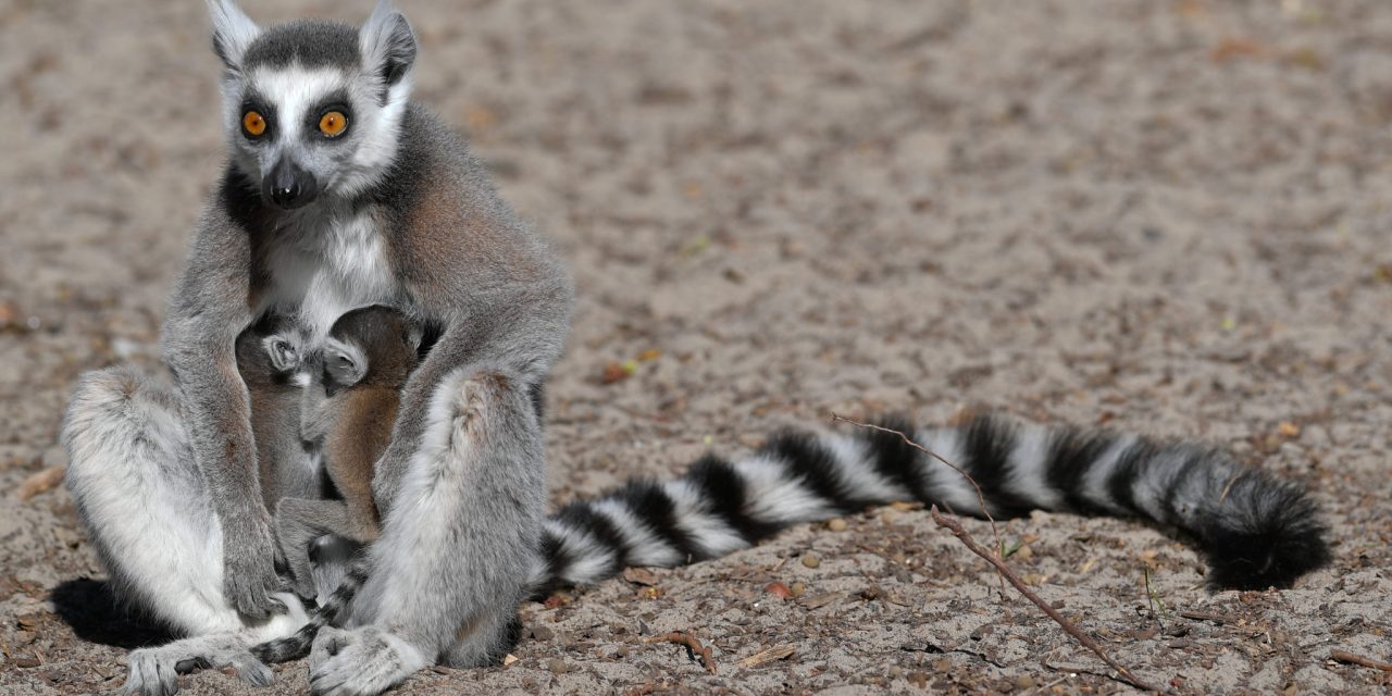 Gyűrűsfarkú makik születtek a debreceni állatkertben