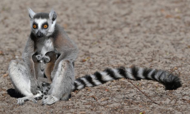 Gyűrűsfarkú makik születtek a debreceni állatkertben